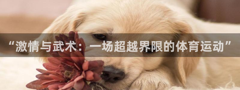 星速体育下载app：“激情与武术：一场超越界限的体育运动”